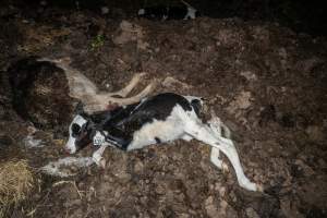 Cows, calves and bones on dead pile at dairy farm - Captured at Minko North Dairy, Korunye SA Australia.