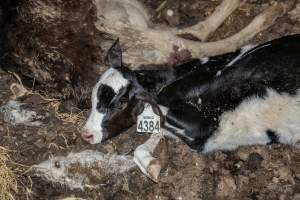 Cows, calves and bones on dead pile at dairy farm - Captured at Minko North Dairy, Korunye SA Australia.