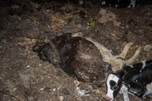 Cows, calves and bones on dead pile at dairy farm - Captured at Minko North Dairy, Korunye SA Australia.