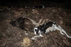 Cows, calves and bones on dead pile at dairy farm - Captured at Minko North Dairy, Korunye SA Australia.