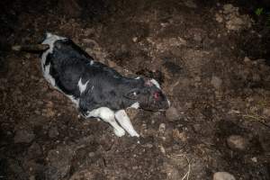 Cows, calves and bones on dead pile at dairy farm - Captured at Minko North Dairy, Korunye SA Australia.