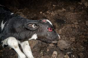 Cows, calves and bones on dead pile at dairy farm - Captured at Minko North Dairy, Korunye SA Australia.