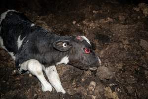 Cows, calves and bones on dead pile at dairy farm - Captured at Minko North Dairy, Korunye SA Australia.
