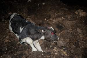 Cows, calves and bones on dead pile at dairy farm - Captured at Minko North Dairy, Korunye SA Australia.