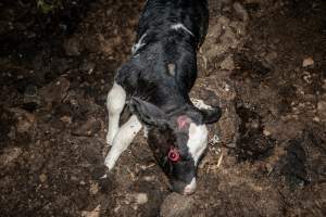 Cows, calves and bones on dead pile at dairy farm - Captured at Minko North Dairy, Korunye SA Australia.