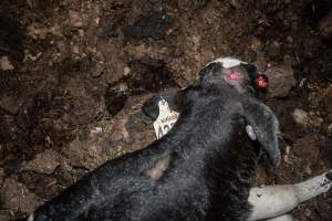 Cows, calves and bones on dead pile at dairy farm - Captured at Minko North Dairy, Korunye SA Australia.