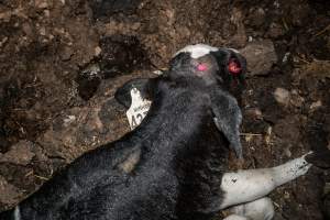 Cows, calves and bones on dead pile at dairy farm - Captured at Minko North Dairy, Korunye SA Australia.