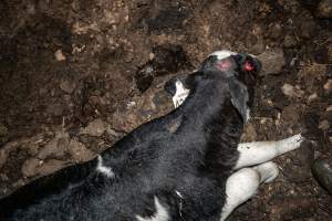 Cows, calves and bones on dead pile at dairy farm - Captured at Minko North Dairy, Korunye SA Australia.
