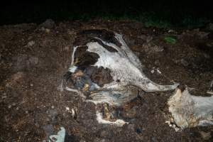 Cows, calves and bones on dead pile at dairy farm - Captured at Minko North Dairy, Korunye SA Australia.