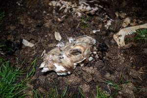 Cows, calves and bones on dead pile at dairy farm - Captured at Minko North Dairy, Korunye SA Australia.