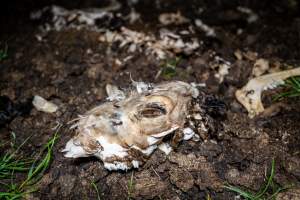 Cows, calves and bones on dead pile at dairy farm - Captured at Minko North Dairy, Korunye SA Australia.