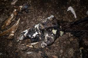 Cows, calves and bones on dead pile at dairy farm - Captured at Minko North Dairy, Korunye SA Australia.