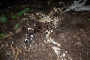 Cows, calves and bones on dead pile at dairy farm - Captured at Minko North Dairy, Korunye SA Australia.