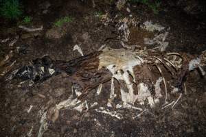Cows, calves and bones on dead pile at dairy farm - Captured at Minko North Dairy, Korunye SA Australia.
