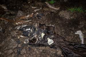 Cows, calves and bones on dead pile at dairy farm - Captured at Minko North Dairy, Korunye SA Australia.