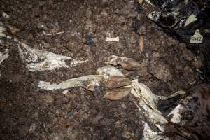 Cows, calves and bones on dead pile at dairy farm - Captured at Minko North Dairy, Korunye SA Australia.