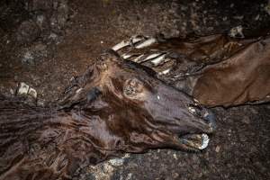 Cows, calves and bones on dead pile at dairy farm - Captured at Minko North Dairy, Korunye SA Australia.