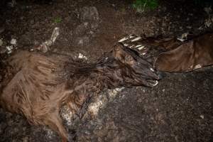Cows, calves and bones on dead pile at dairy farm - Captured at Minko North Dairy, Korunye SA Australia.