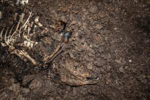 Cows, calves and bones on dead pile at dairy farm - Captured at Minko North Dairy, Korunye SA Australia.