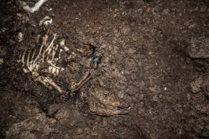 Cows, calves and bones on dead pile at dairy farm - Captured at Minko North Dairy, Korunye SA Australia.
