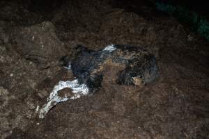 Cows, calves and bones on dead pile at dairy farm - Captured at Minko North Dairy, Korunye SA Australia.