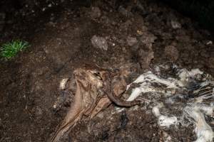 Cows, calves and bones on dead pile at dairy farm - Captured at Minko North Dairy, Korunye SA Australia.