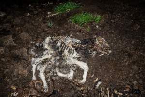 Cows, calves and bones on dead pile at dairy farm - Captured at Minko North Dairy, Korunye SA Australia.