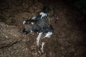 Cows, calves and bones on dead pile at dairy farm - Captured at Minko North Dairy, Korunye SA Australia.