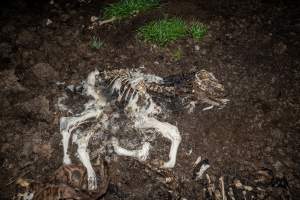 Cows, calves and bones on dead pile at dairy farm - Captured at Minko North Dairy, Korunye SA Australia.