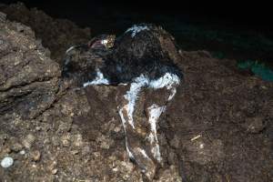 Cows, calves and bones on dead pile at dairy farm - Captured at Minko North Dairy, Korunye SA Australia.