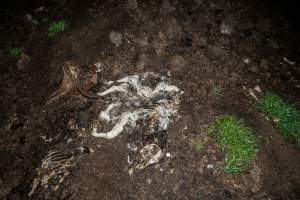 Cows, calves and bones on dead pile at dairy farm - Captured at Minko North Dairy, Korunye SA Australia.