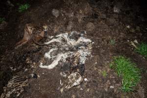 Cows, calves and bones on dead pile at dairy farm - Captured at Minko North Dairy, Korunye SA Australia.