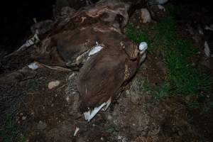 Cows, calves and bones on dead pile at dairy farm - Captured at Minko North Dairy, Korunye SA Australia.