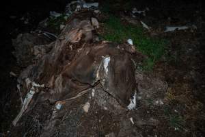 Cows, calves and bones on dead pile at dairy farm - Captured at Minko North Dairy, Korunye SA Australia.
