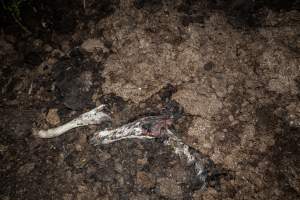 Cows, calves and bones on dead pile at dairy farm - Captured at Minko North Dairy, Korunye SA Australia.