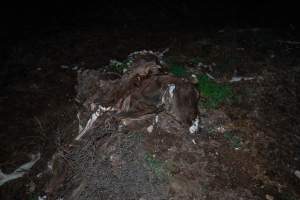 Cows, calves and bones on dead pile at dairy farm - Captured at Minko North Dairy, Korunye SA Australia.