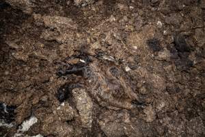 Cows, calves and bones on dead pile at dairy farm - Captured at Minko North Dairy, Korunye SA Australia.
