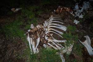 Cows, calves and bones on dead pile at dairy farm - Captured at Minko North Dairy, Korunye SA Australia.