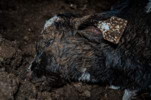 Cows, calves and bones on dead pile at dairy farm - Captured at Minko North Dairy, Korunye SA Australia.