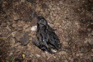 Cows, calves and bones on dead pile at dairy farm - Captured at Minko North Dairy, Korunye SA Australia.