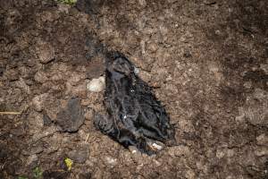Cows, calves and bones on dead pile at dairy farm - Captured at Minko North Dairy, Korunye SA Australia.