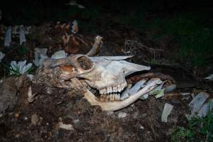 Cows, calves and bones on dead pile at dairy farm - Captured at Minko North Dairy, Korunye SA Australia.