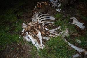 Cows, calves and bones on dead pile at dairy farm - Captured at Minko North Dairy, Korunye SA Australia.