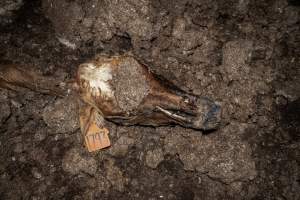 Cows, calves and bones on dead pile at dairy farm - Captured at Minko North Dairy, Korunye SA Australia.
