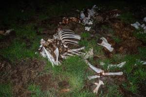 Cows, calves and bones on dead pile at dairy farm - Captured at Minko North Dairy, Korunye SA Australia.