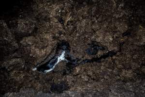Cows, calves and bones on dead pile at dairy farm - Captured at Minko North Dairy, Korunye SA Australia.