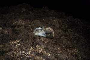 Cows, calves and bones on dead pile at dairy farm - Captured at Minko North Dairy, Korunye SA Australia.
