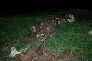 Cows, calves and bones on dead pile at dairy farm - Captured at Minko North Dairy, Korunye SA Australia.