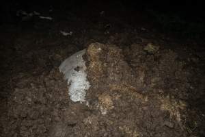 Cows, calves and bones on dead pile at dairy farm - Captured at Minko North Dairy, Korunye SA Australia.