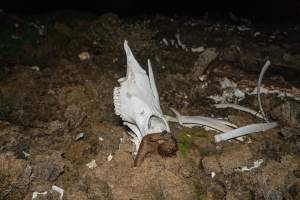 Cows, calves and bones on dead pile at dairy farm - Captured at Minko North Dairy, Korunye SA Australia.